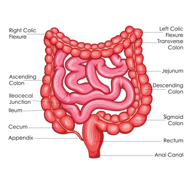 Diseases-and-Disorders